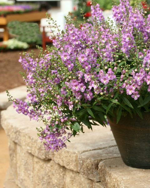Angelonia Sungelonia Blue 001