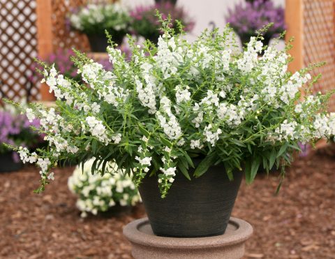 Angelonia-Sungelonia-White-001