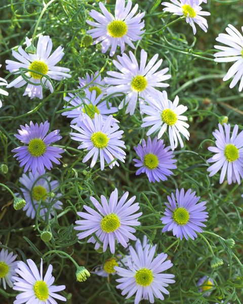 Brachysome Surdaisy Mauve 001