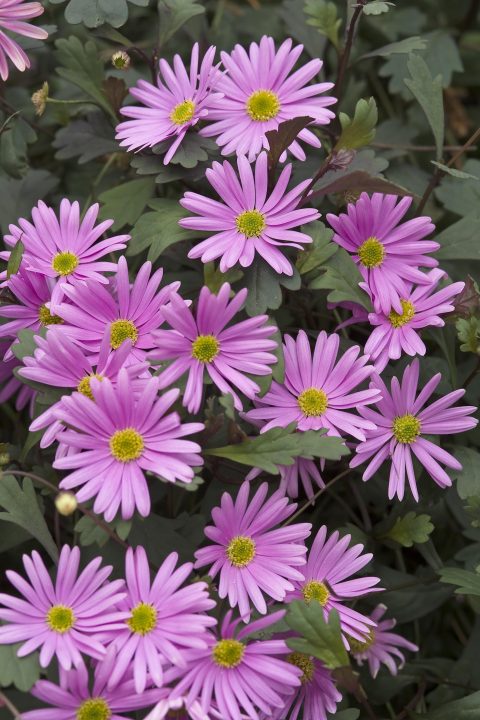 Brachysome Surdaisy Pink 001