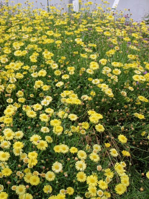 Brachysome Surdaisy Yellow 001