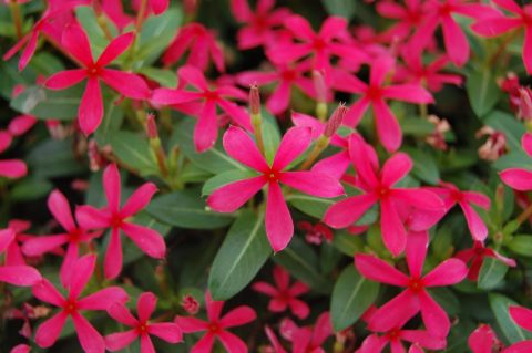 Catharanthus Soiree Kawaii Red