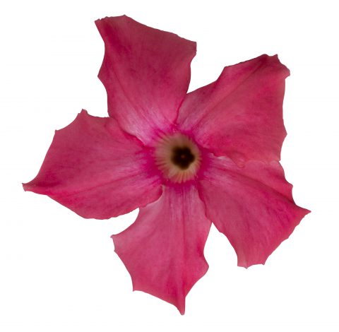 Mandevilla SunParasol Giant Dark Pink_Z6S4127