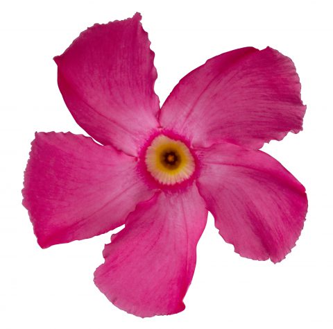 Mandevilla SunParasol Giant Pink_Z6S4134