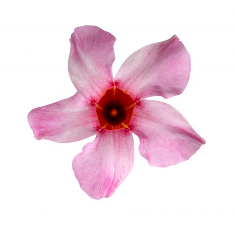 Mandevilla SunParasol Original Cream Pink_Z6S4112