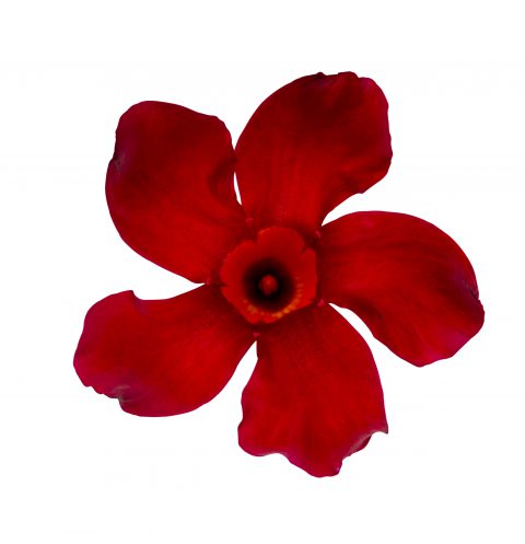 Mandevilla SunParasol Original Crimson_Z6S4118