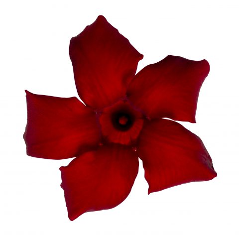Mandevilla SunParasol Original Dark Red_Z6S4145