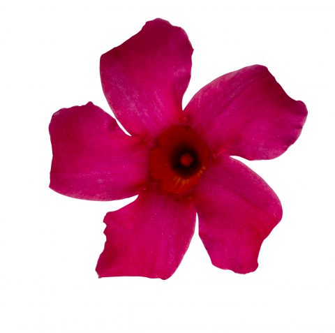 Mandevilla SunParasol Original Pink_Z6S4115