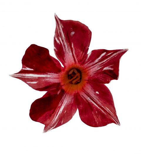 Mandevilla SunParasol Original Stars & Stripes_Z6S4135