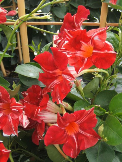 Mandevilla Sun Parasol Original Stars & Stripes