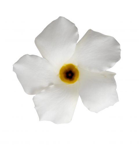 Mandevilla SunParasol Original White_Z6S4116