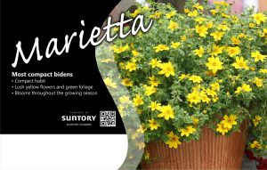 Marietta Bidens