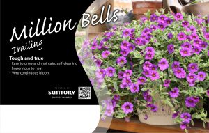 Million Bells Trailing