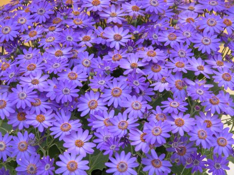 Pericallis-BabySenetti-Blue-001