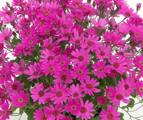 Pericallis-BabySenetti-Magenta-001