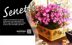 Senetti