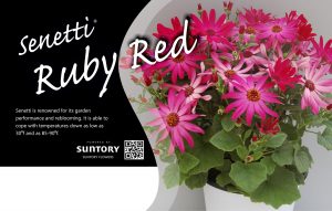 Senetti Ruby Red
