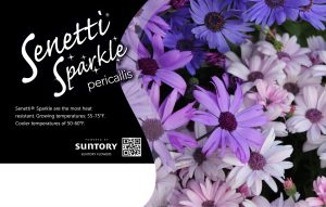 Senetti Sparkle
