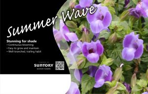Summer Wave