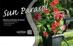 Sun Parasol