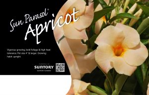 Sun Parasol Apricot