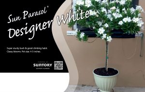 Sun Parasol Designer White