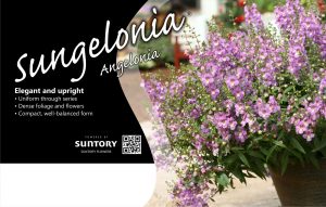 Sungelonia