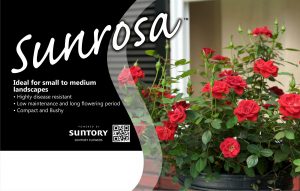 Sunrosa