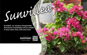 Sunvillea