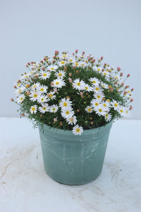 Surdaisy White Improved container plant