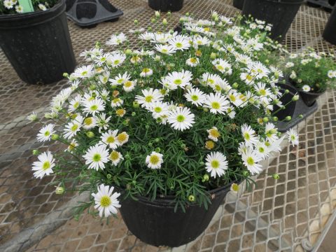 Surdaisy White Improved container