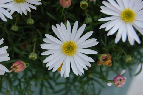 Surdaisy White Improved