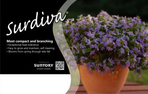 Surdiva