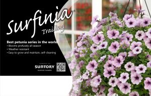 Surfinia
