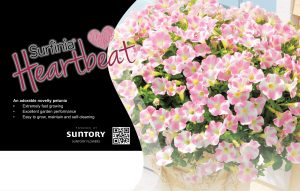 Surfinia Heartbeat