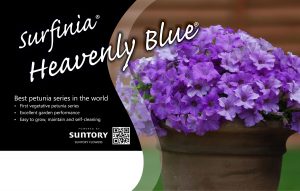 Surfinia Heavenly Blue