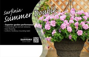 Surfinia Summer Double