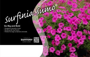 Surfinia Sumo