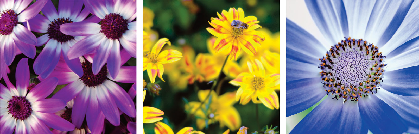 About Suntory Flowers