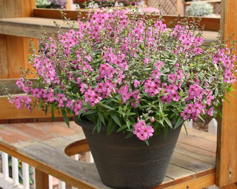 Angelonia-Sungelonia-Deep-Pink-001