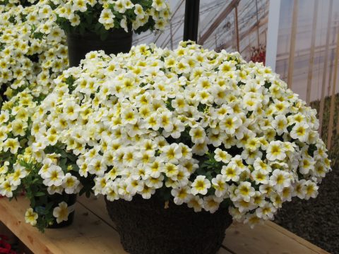 Calibrachoa-Million-Bells-Mounding-Butter-Pop-301