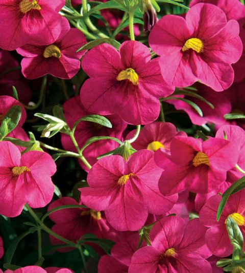Calibrachoa-Million-Bells-Mounding-Cherry-Pink-001