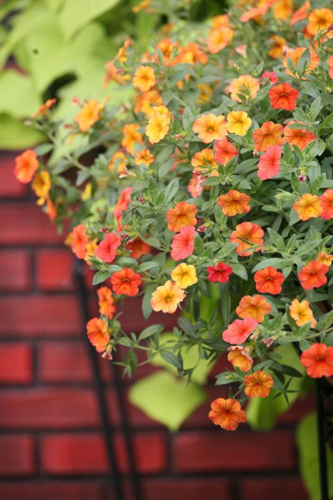 Calibrachoa-Million-Bells-Mounding-Crackling-Fire-301