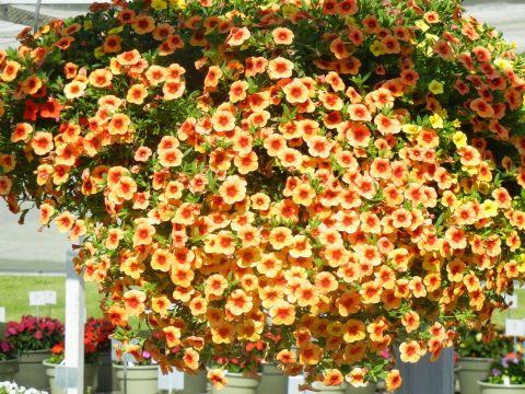 Calibrachoa-Million-Bells-Mounding-Terra-Cotta-301