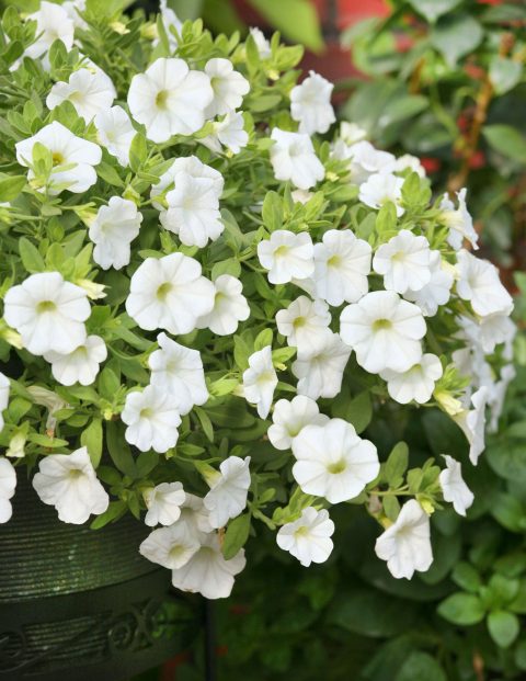 Calibrachoa-Million-Bells-Mounding-White-301