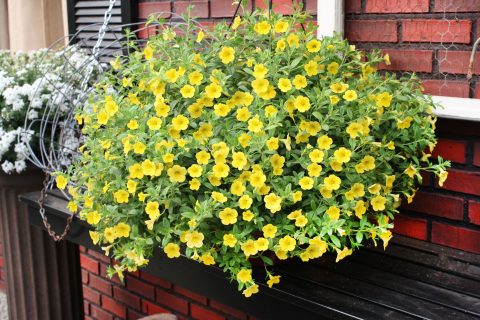 Calibrachoa-Million-Bells-Neon-Yellow-301