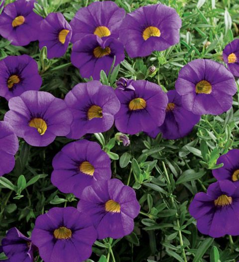 Calibrachoa-Million-Bells-Trailing-Blue-001