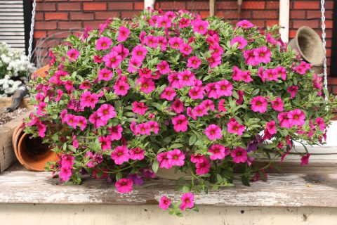 Calibrachoa-Million-Bells-Trailing-Magenta-301