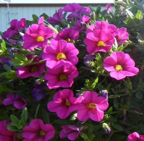 Calibrachoa-Million-Bells-Trailing-Pink-002