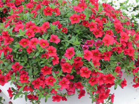 Calibrachoa-Million-Bells-Trailing-Red-301